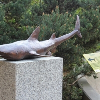 Rzeźba rekina