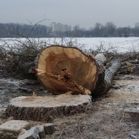 Ścięcie drzewa