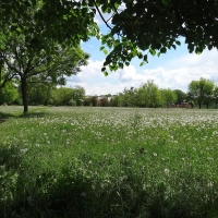 Łąka w parku