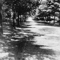 Fragment parku