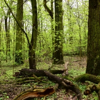 Rezerwat Dęby Młocińskie