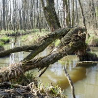 Rów Zerzeński (Kanał Zerzeński) w olsie