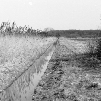 Rów melioracyjny i tereny otwarte na południe od lasu olchowego przy Ostrobramskiej