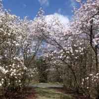 Zdjęcie Ogród Botaniczny PAN w Powsinie