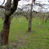 Ogród botaniczny