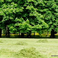 Park Powstańców Warszawy