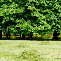 Park Powstańców Warszawy