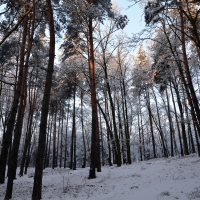 Wydma śródlądowa