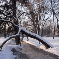 Surmia podparta metalowymi prętami