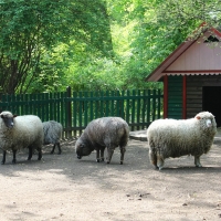 Baśniowe ZOO