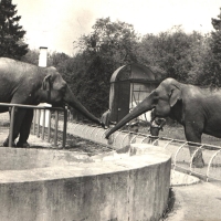 Ucieczka Soni z ZOO