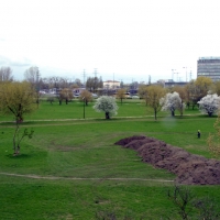 Park Zachodni - drzewa