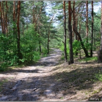 Szlak piaszczystą percią