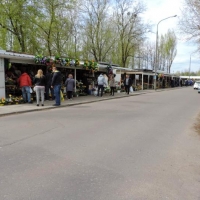 Parking północny - stragany z kwiatami