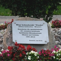 Wiąz holenderski - tablica