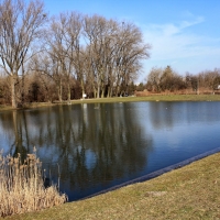 Staw pod Królikarnią