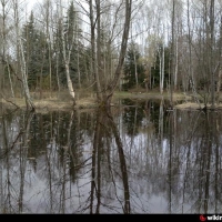 Staw w północno-wschodniej części Lasu