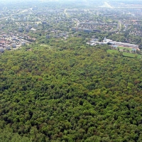 Południowa część Lasu Bielańskiego