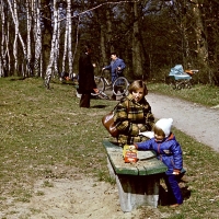 Las Bielański od ul. Podleśnej