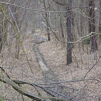Wysuszone koryto Potoku Bielańskiego
