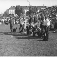 Wystawa psów na stadionie Polonii