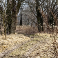 Kępa Wieloryb, polna droga