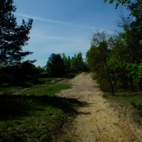 Leśne ścieżki