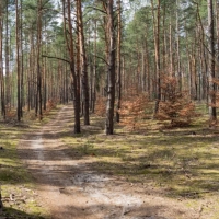 Zdjęcie Mazowiecki Park Krajobrazowy (Aleksandrów)