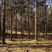 Zdjęcie Las Henrykowski i Las Dąbrówka