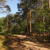 Park leśny