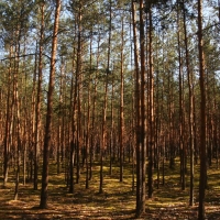 Park leśny