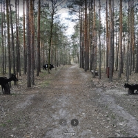 Park leśny